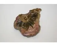 ElixirBois Silicifié